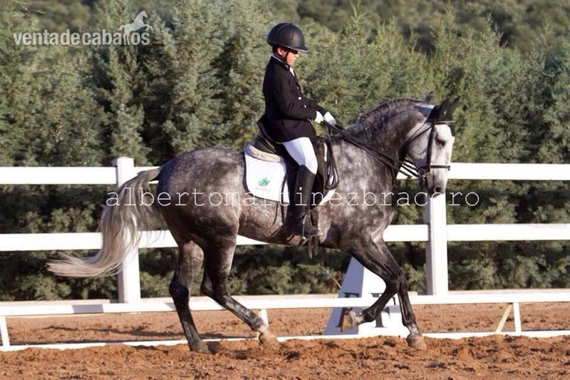 Se vende excelente lusitano - Lusitano