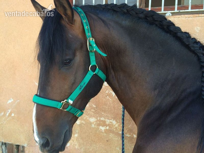 Caballo pura raza española  in 