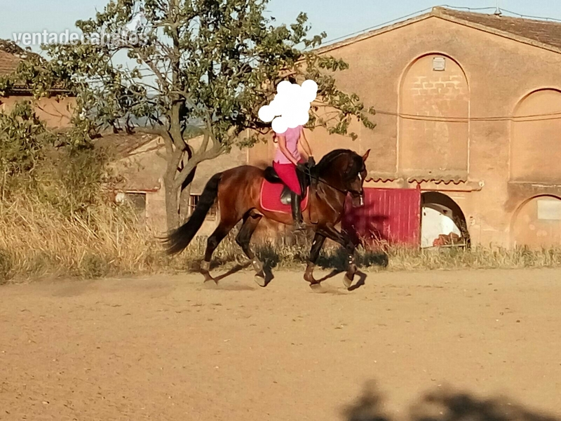 Pura Raza Española