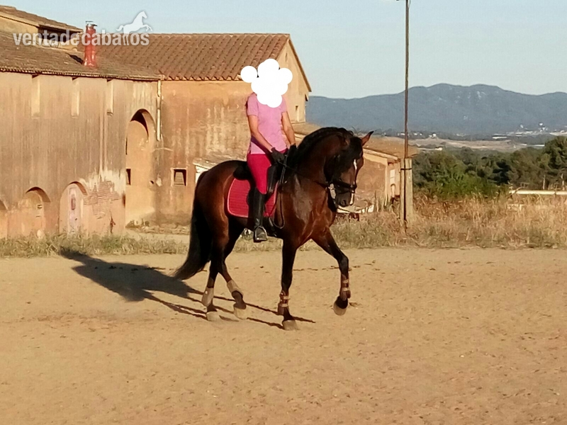 Pura Raza Española {TYPE}