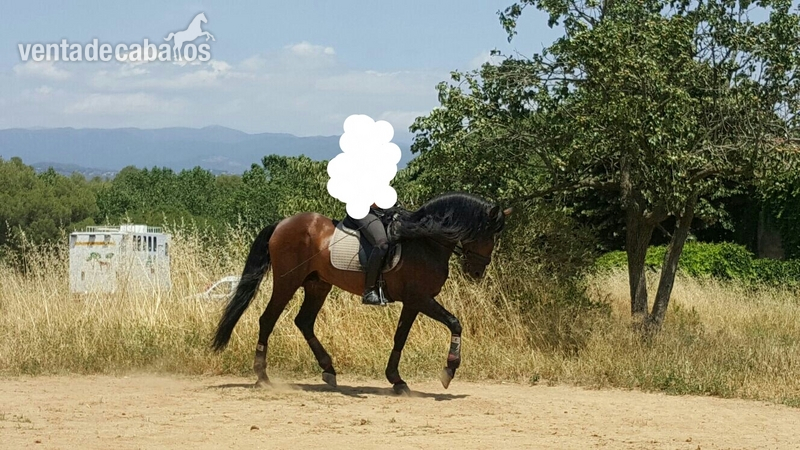 Caballos Pura Raza Española (P.R.E.) Pura Raza Española - Caballo pura raza española 