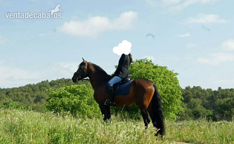 Caballo pura raza española  - Caballos Pura Raza Española (P.R.E.) Pura Raza Española