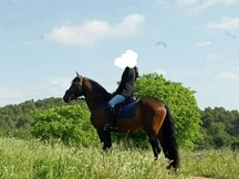 Caballo pura raza española