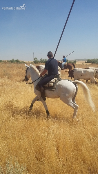 Caballo para disfrutar in 