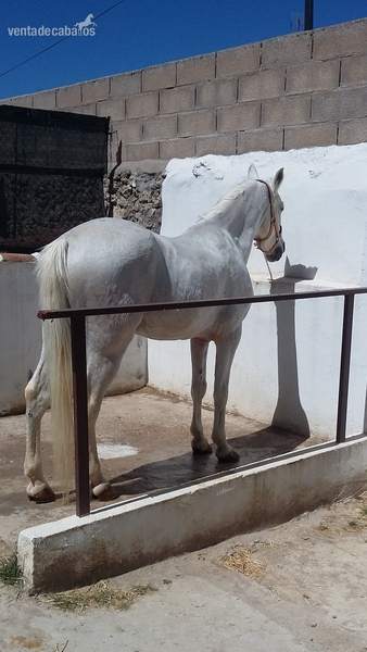Hispano-Arabe {TYPE}