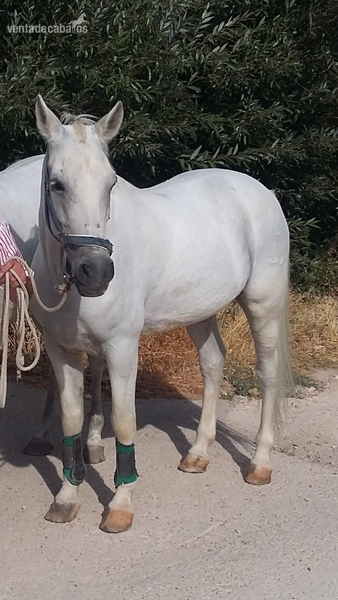 Caballos Capados Hispano-Arabe - Caballo para disfrutar
