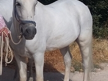 Caballo para disfrutar