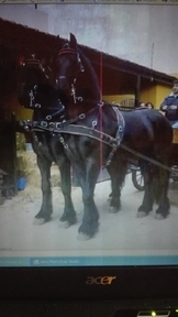 Tronco espectacular de frisones 