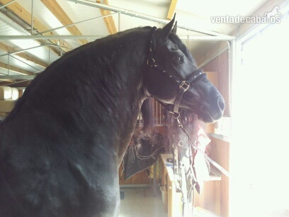 ESPECTACULAR SEMENTAL FRISON in 