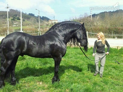 Caballos Enteros Frisón - ESPECTACULAR SEMENTAL FRISON