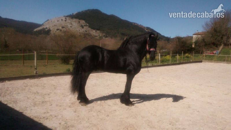 ESPECTACULAR SEMENTAL FRISON - Caballos Enteros Frisón