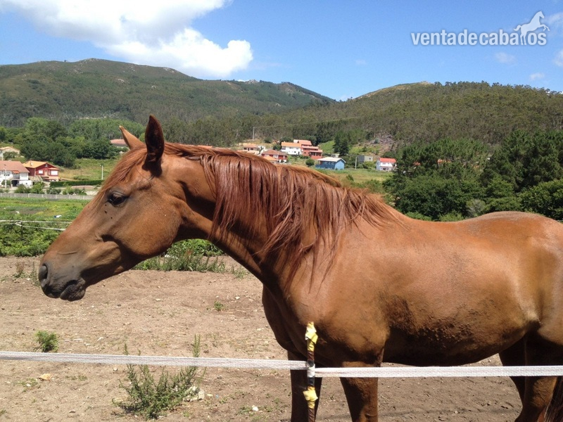 Espectacular caballo con mucha energia in 