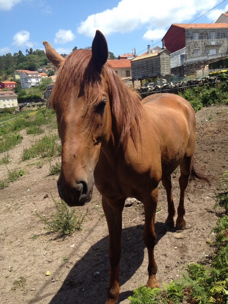 Cruzada lusitano y ingles puros