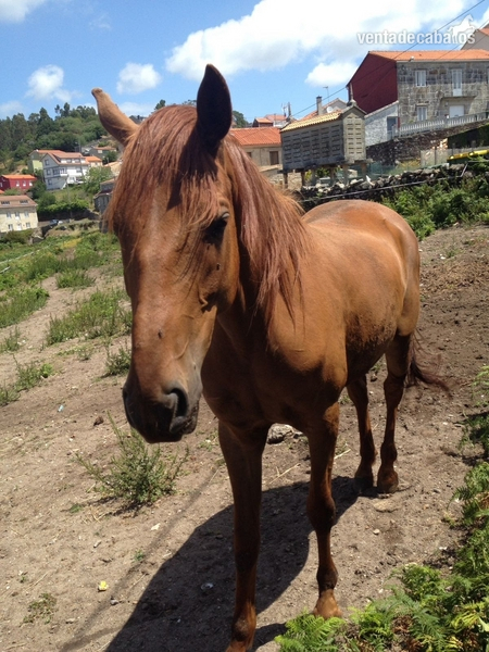 Cruzada lusitano y ingles puros