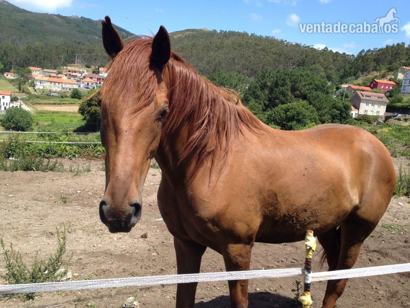 Cruzada lusitano y ingles puros {TYPE}