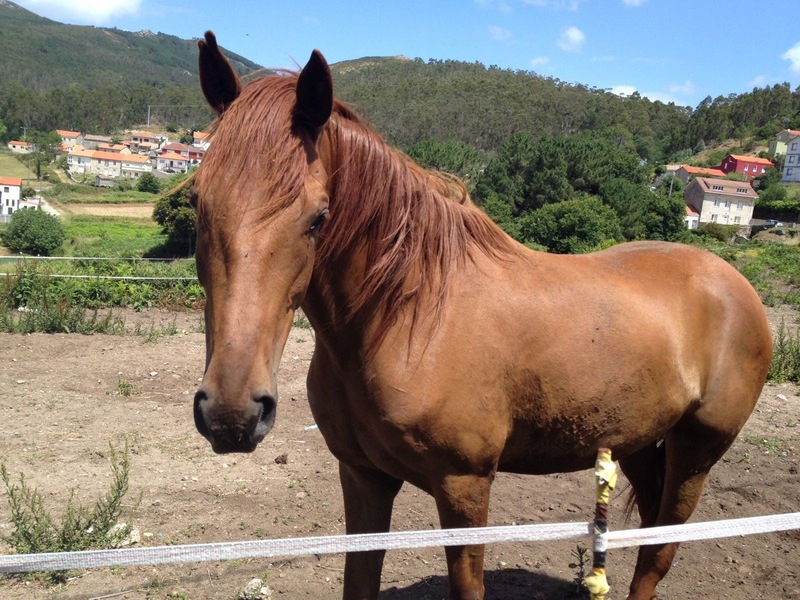 Cruzada lusitano y ingles puros {TYPE}
