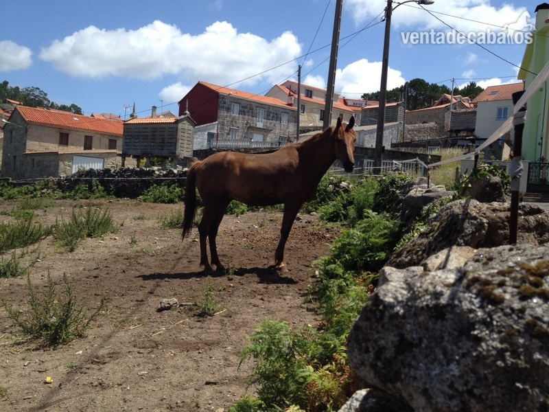 Caballos Capados Cruzada lusitano y ingles puros - Espectacular caballo con mucha energia