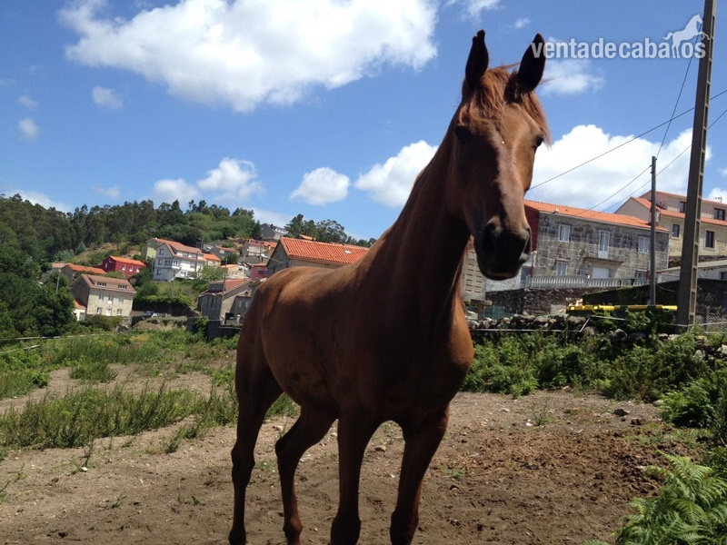 Espectacular caballo con mucha energia - Caballos Capados Cruzada lusitano y ingles puros