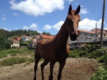 Espectacular caballo con mucha energia