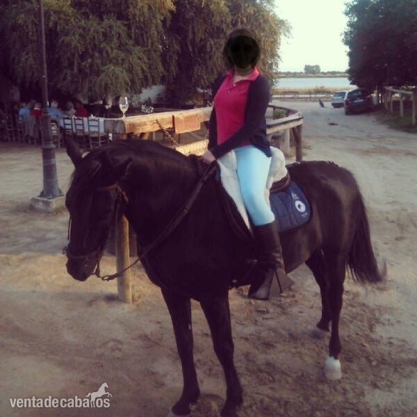 Se vende caballo lusitano. Muy manso. Precio Negociable. in 