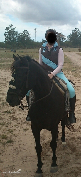 Lusitano