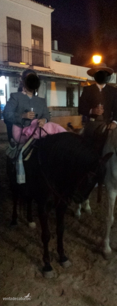 Lusitano {TYPE}