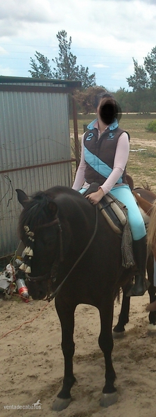 Se vende caballo lusitano. Muy manso. Precio Negociable. - Caballos Capados Lusitano