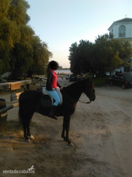 Se vende caballo lusitano. Muy manso. Precio Negociable. - Lusitano