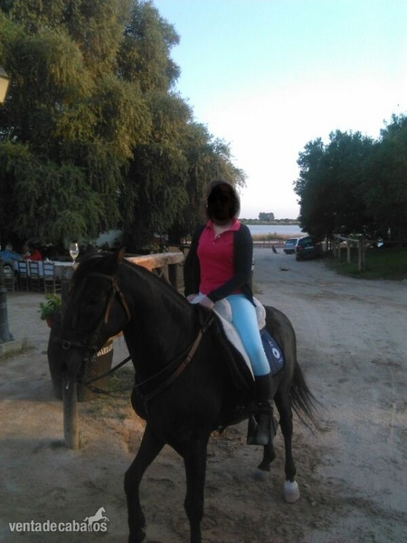 Se vende caballo lusitano. Muy manso. Precio Negociable. - Caballos Capados