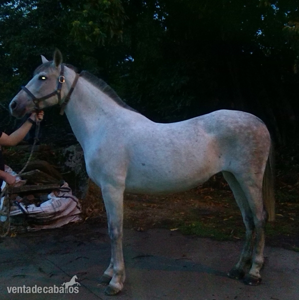 urge venta yegua p.r.e in 