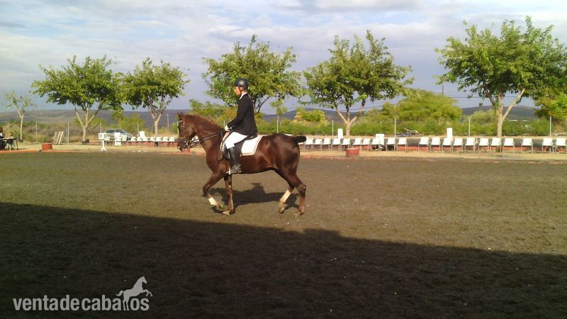 Caballo cruzado alazán in 