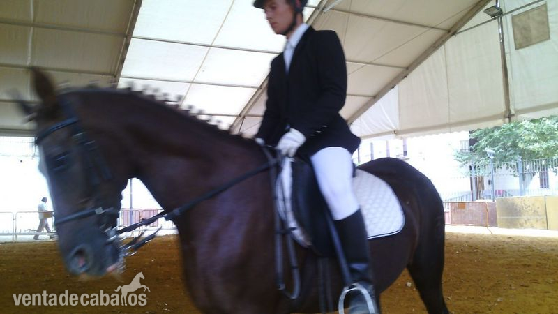 Cruzado {TYPE}