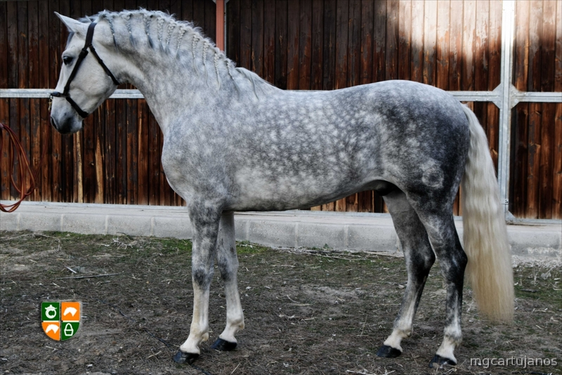 Venta de caballos P.R.E in 
