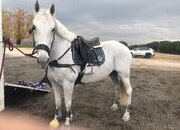 oportunidad.  Caballo de salto en Madrid