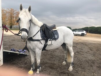 oportunidad. Caballo de salto en Madrid