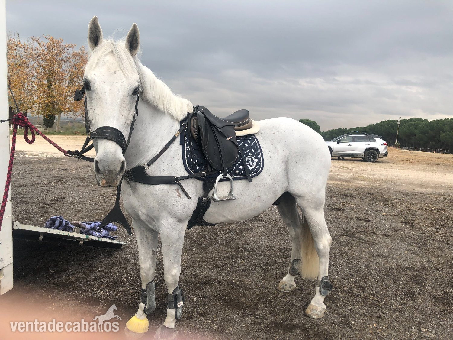 oportunidad.  Caballo de salto en Madrid in 