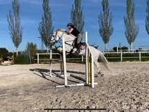 oportunidad. Caballo de salto en Madrid