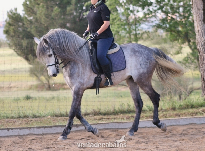 Caballo PRE para campo in 