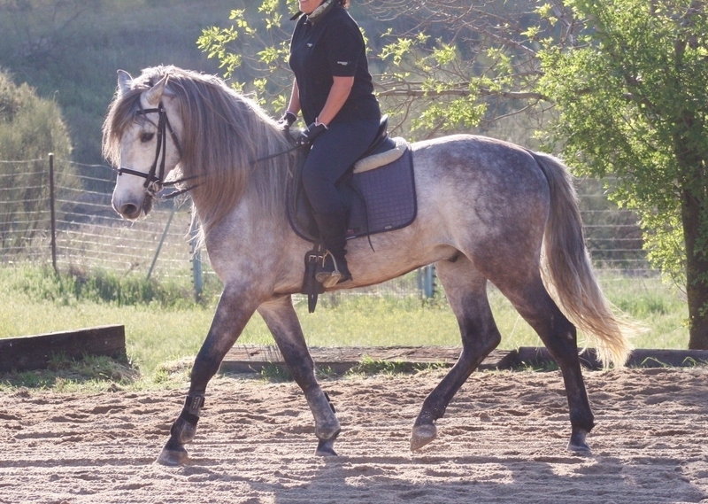 Caballos Pura Raza Española (P.R.E.) Pura Raza Española - Caballo PRE para campo