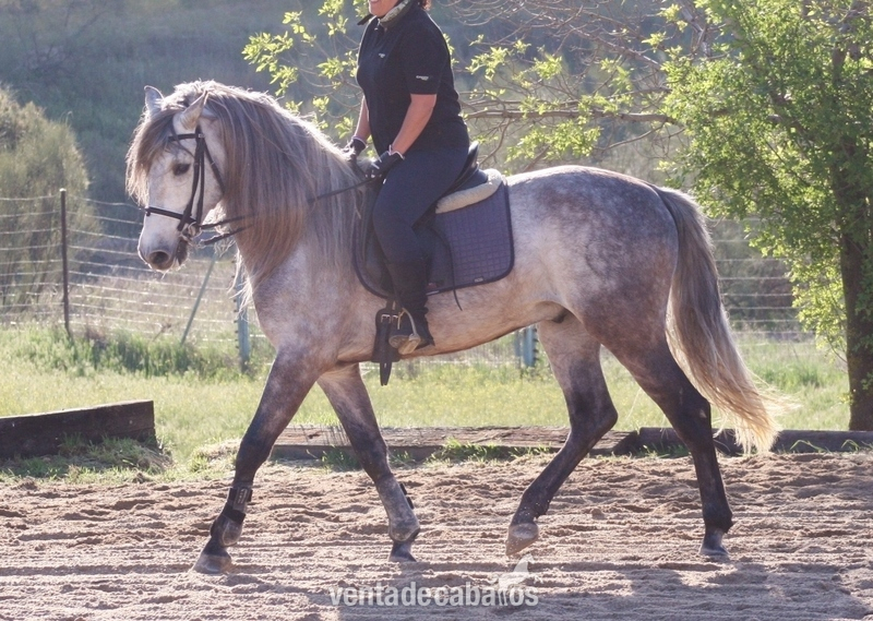 Caballos Pura Raza Española (P.R.E.) Pura Raza Española - Caballo PRE para campo