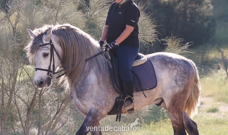 Caballo PRE para campo - Caballos Pura Raza Española (P.R.E.) Pura Raza Española