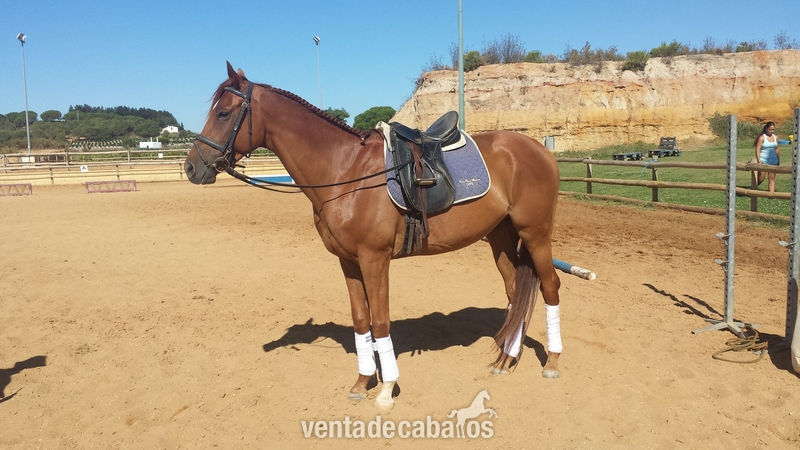 VENTA TOUCH OF GREEN in 