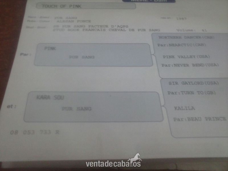Caballos Capados Pura Sangre Inglés - VENTA TOUCH OF GREEN