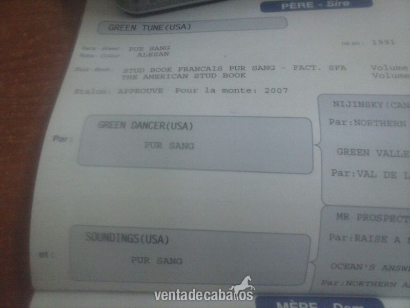 VENTA TOUCH OF GREEN - Caballos Capados Pura Sangre Inglés