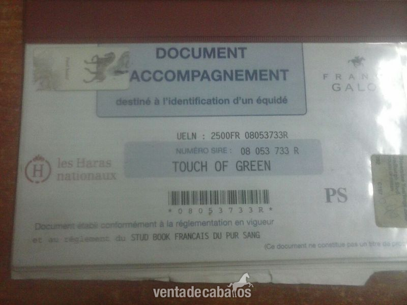 VENTA TOUCH OF GREEN - Caballos Capados