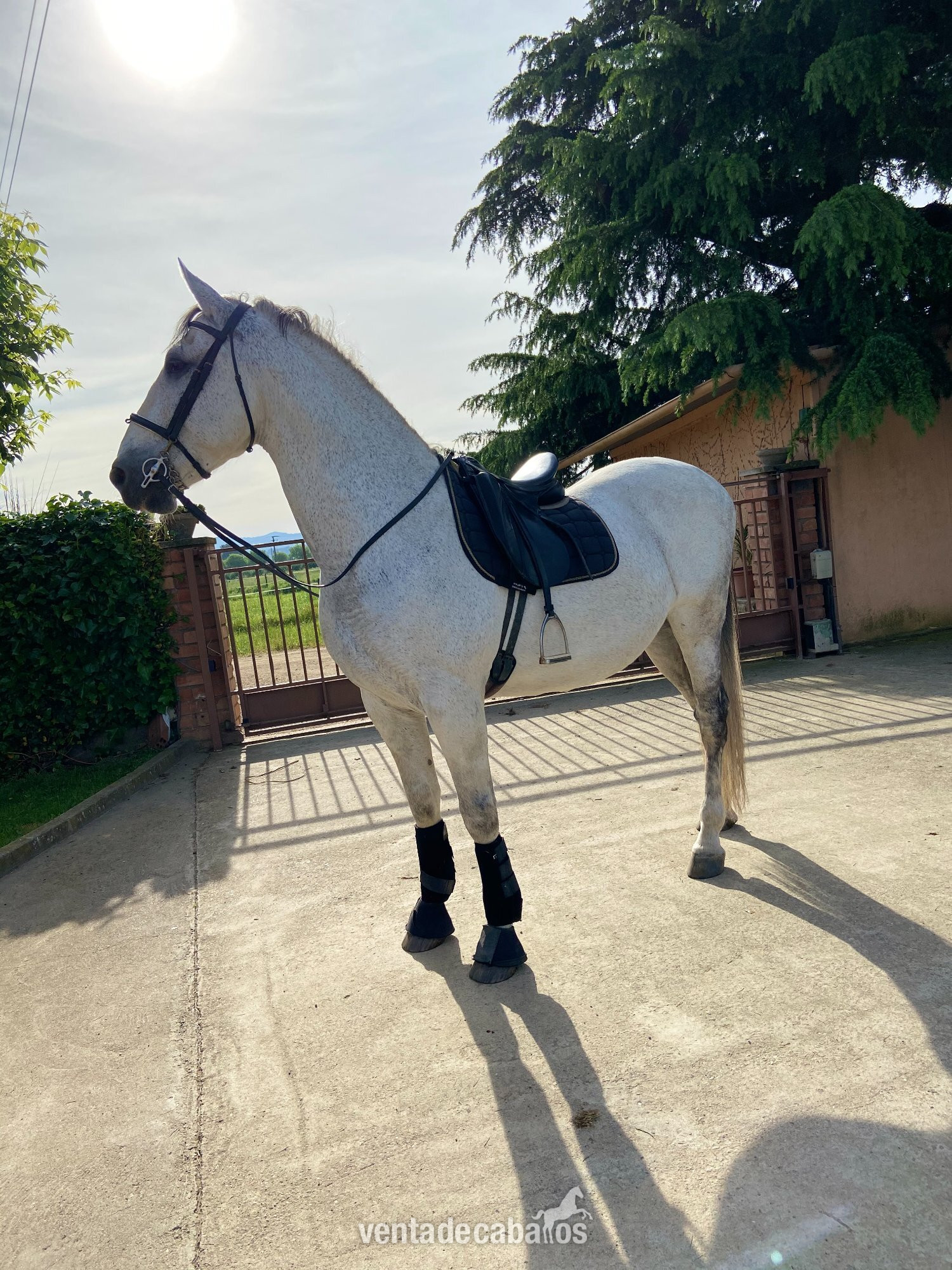 Vendo caballo español  in 
