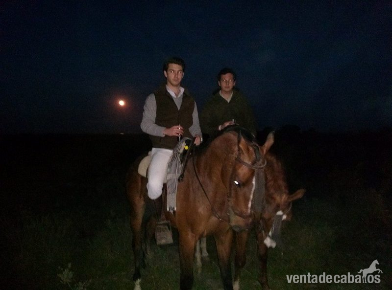 en venta caballo pura sangre inglés de 8 años in 