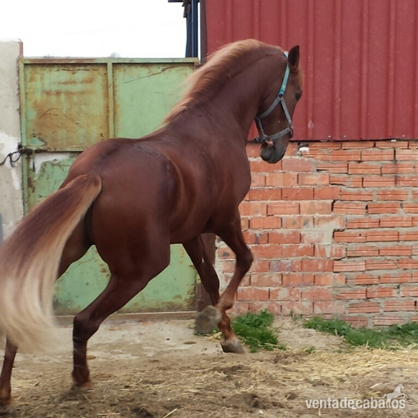 alazán pre espectacular único  - Caballos Pura Raza Española (P.R.E.) in 