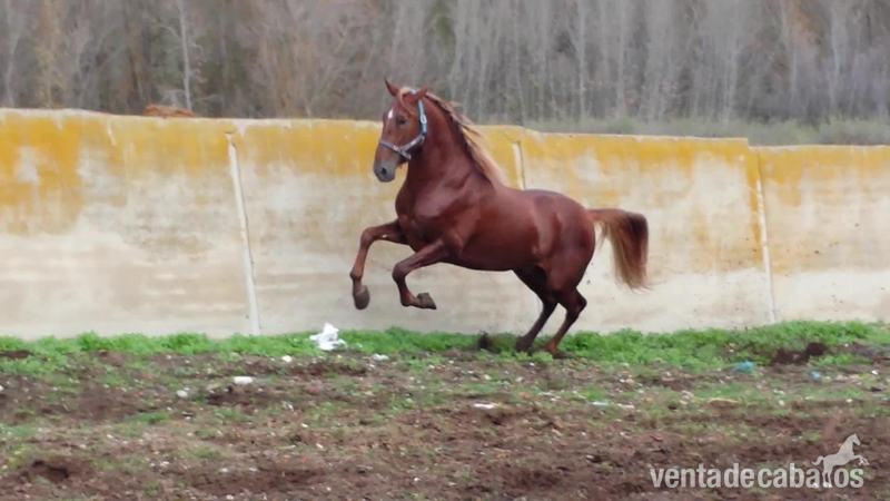 alazán pre espectacular único  - Caballos Pura Raza Española (P.R.E.)