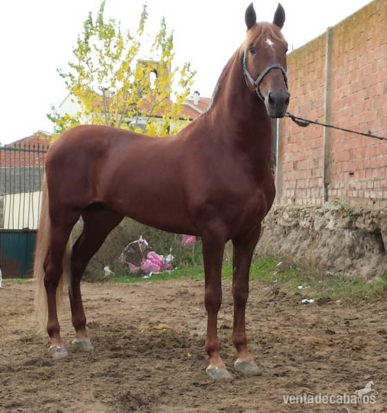 Caballos Pura Raza Española (P.R.E.) Pura Raza Española - alazán pre espectacular único 
